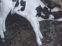 Touro, Raça Holstein — foto 1