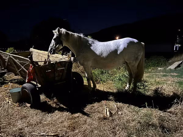 Égua, Cavalos