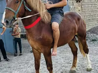 Horse (M), Soviet Heavy draft — photo 4
