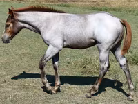 母马, Quarter Horse — 照片 6