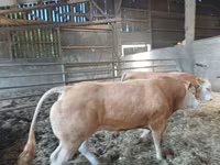Bull, Blonde d’Aquitane cattle — photo 2