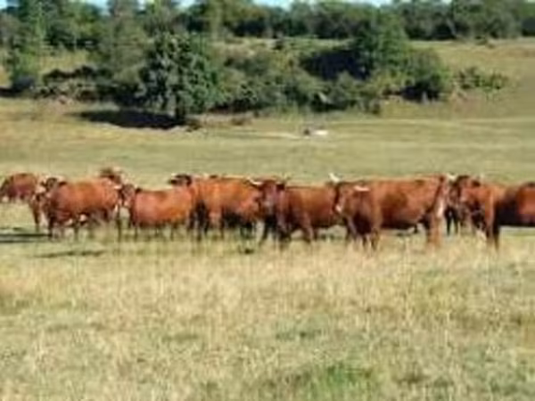 Krowa, Salers cattle