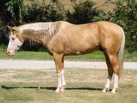 Horse (M), Palomino — photo 1