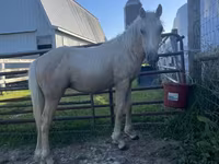 Horse (M), Palomino — photo 2