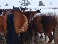 Cheval, Chevaux — photo 1