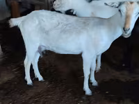 Koza, Saanen goat — zdjęcie 2