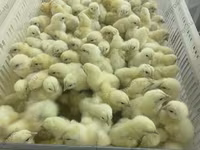 Chickens — zdjęcie 6