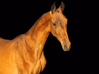 Cheval, Akhal-Teke — photo 1