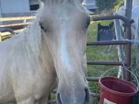 Horse (M), Palomino — photo 4