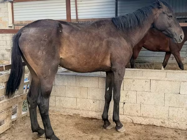 Horse (M), Arabian horse