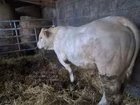 Toro, Charolais cattle — foto 2