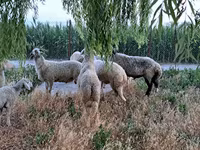 Carnero, Ovejas — foto 4