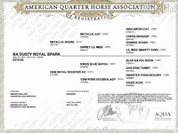Kısrak, Quarter Horse — foto 4