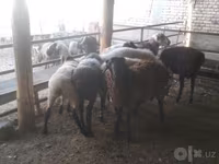 Widder, Arabi sheep — Foto 5