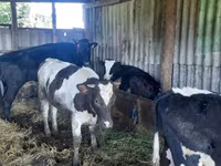 母牛, Holstein breed — 照片 1