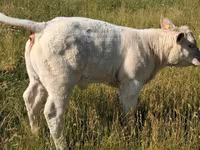 Toro, Charolais cattle — foto 7