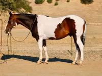 Hengst, National Show Horse — Foto 3