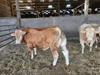 Bull, Cattle — photo 1