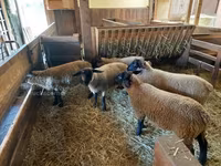Sheep, Baerchuke sheep — photo 3
