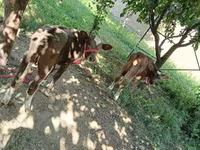 İnek, Red Estonian cattle — foto 2