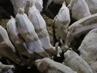 Koza, Saanen goat — zdjęcie 4