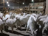 Koza, Saanen goat — zdjęcie 1