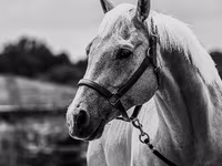 Cheval, Quarter Horse — photo 4