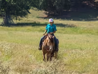 Cavalo, Gypsy horse — foto 6