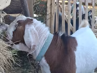 Bode, Nubian Goat — foto 4
