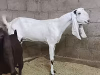 Ziege, Kamori goats — Foto 1