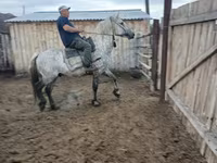 母马, Horse breed — 照片 6