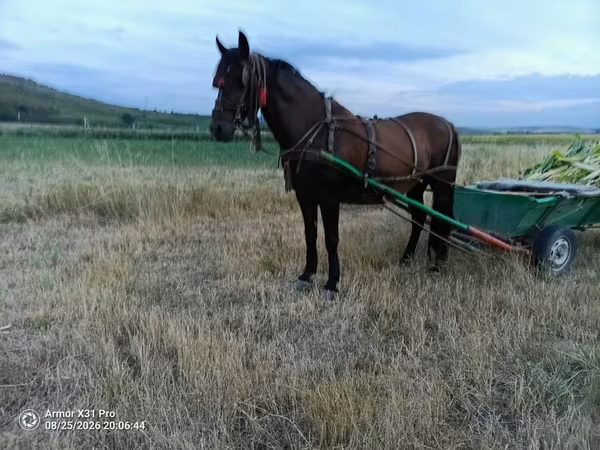 Mare, Horses