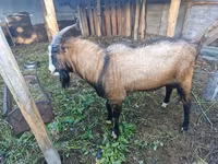 Bode, LaMancha goats — foto 3