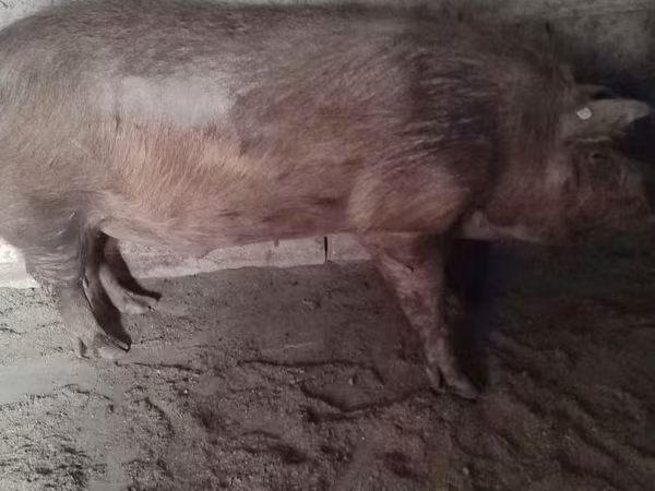 Boar, Пьетрен