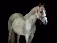 Kısrak, Quarter Horse — foto 2