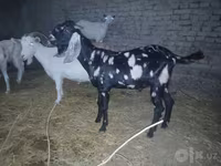 Oğlak, Beetal goats — foto 4