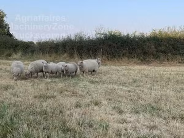 Ram, Sheep