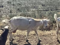 عنزة, LaMancha goats — الصورة 5