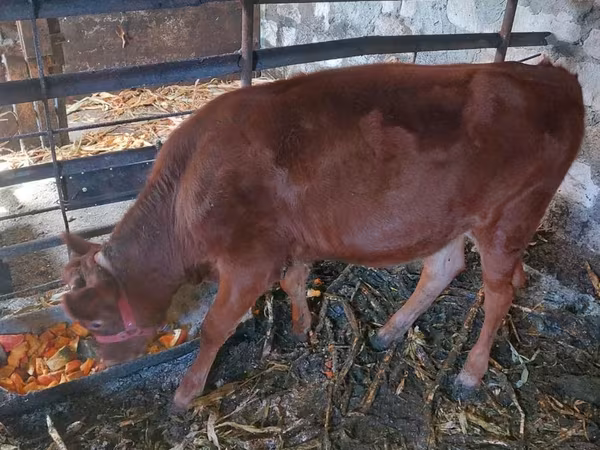 Vaca, Raça Jersey