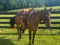 Kısrak, Quarter Horse — foto 2