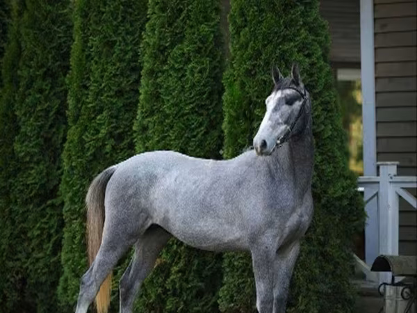 Horse (M), Horses