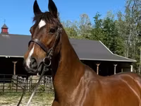 Mare, Dutch warmblood horse — photo 1