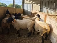 Ram, White Suffolk sheep — photo 4