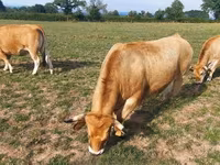 Cow, Aubrac cattle — photo 5