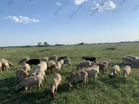 Oveja, Katum sheep — foto 8