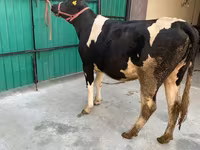 Vache, Race Holstein — photo 6