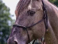 Horse (M), Quarter Horse — photo 7