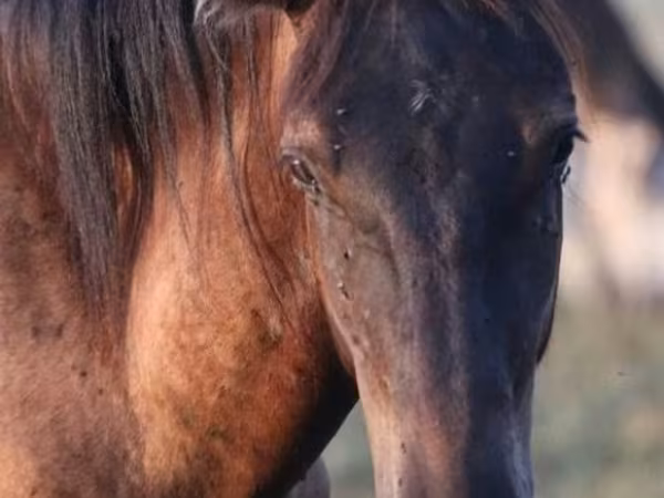 Horse (M), Vladimir heavy draft