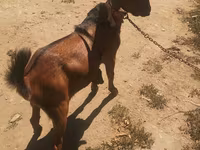 Cabro, Nubian Goat — foto 2
