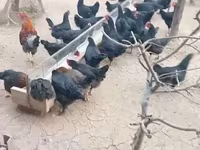 Chickens — फ़ोटो 2